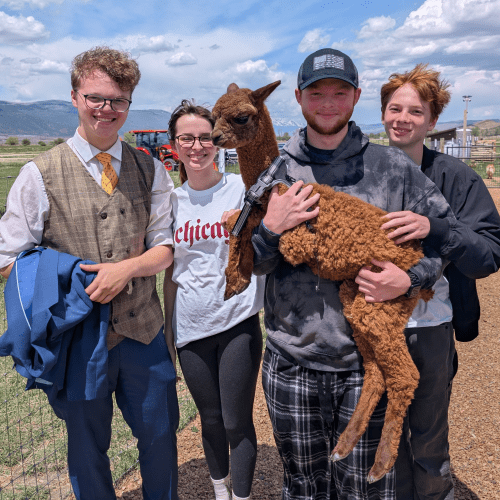PartyAlpacas.com Baby Alpaca