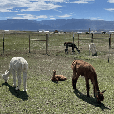 Alpaca Herd
