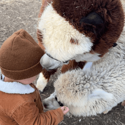 Trainer Robyn loading Tornado into a van