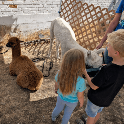 Alpacas in a corral