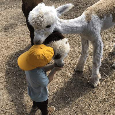 Child feeding Alpacas