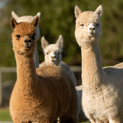 Alpaca Herd